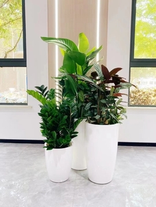 宁波镇海花卉租赁专业，打造缤纷绿植世界